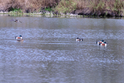 38cooks_018nshoveler.jpg
