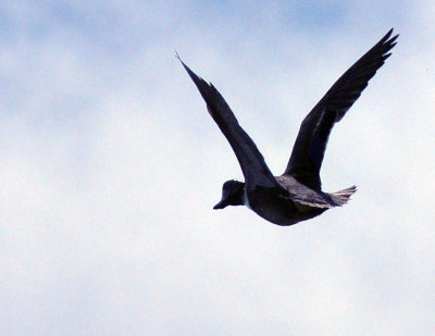 38cooks_032bluewingedteal.jpg