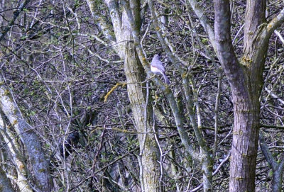 38cooks_039blackcrestedtitmouse.jpg