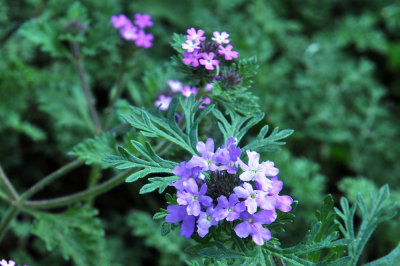 38cooks_056verbena.jpg
