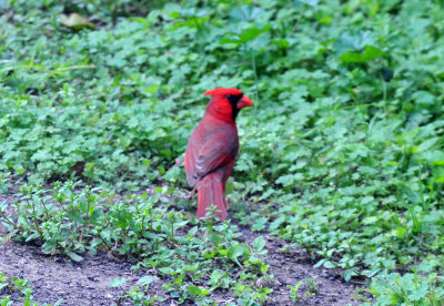 38cooks_061ncardinal.jpg