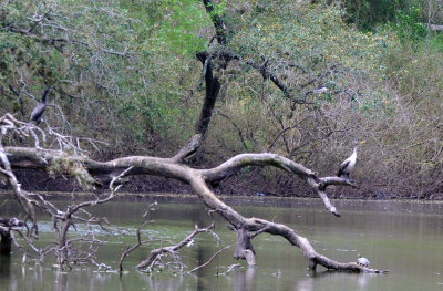 38cooks_080cormorants.jpg