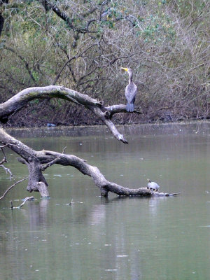 38cooks_081bird.jpg