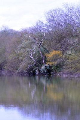 38cooks_092magictree.jpg