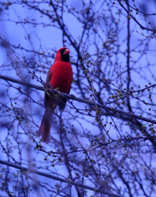 38cooks_098cardinal.jpg