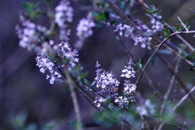 38cooks_106treeblossums.jpg