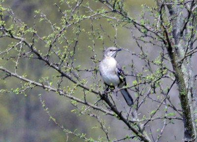 38cooks_112nmockingbird.jpg