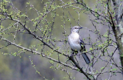 38cooks_113nmockingbird.jpg