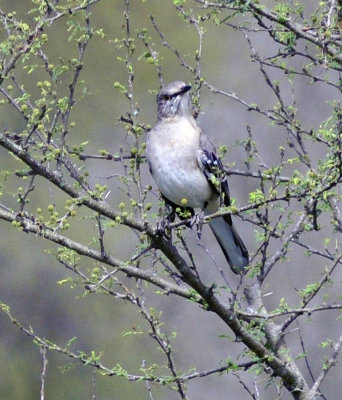 38cooks_114nmockingbird.jpg