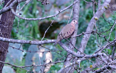 38cooks_121commongrounddove.jpg