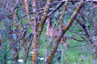 38cooks_130whitetail.jpg