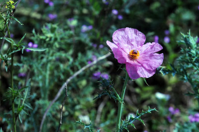 38cooks_139pinkpoppy.jpg