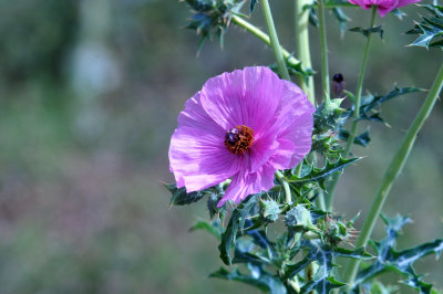 38cooks_142pinkpoppy.jpg