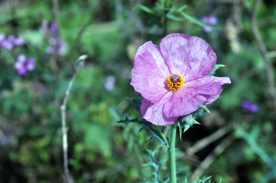 38cooks_144pinkpoppy.jpg