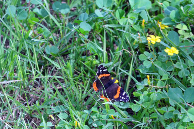 38cooks_145redadmiral.jpg