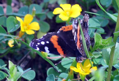 38cooks_149redadmiral.jpg