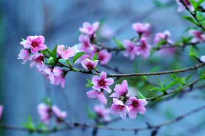 39neals_008peach.jpg