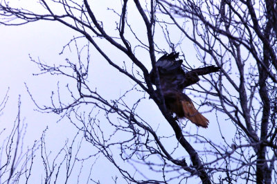 39neals_023redtail.jpg