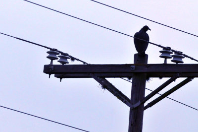 39neals_034blackvulture.jpg