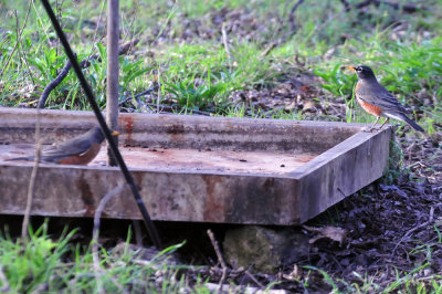 39neals_040robins.jpg