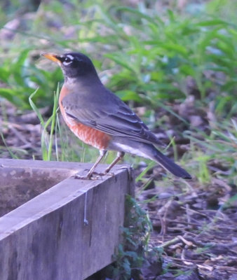 39neals_041americanrobin.jpg