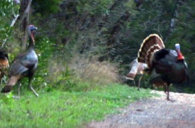 39neals_045wildturkies.jpg