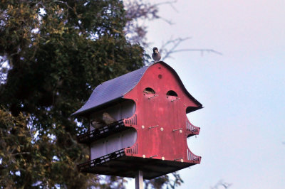 39neals_058housesparrow.jpg