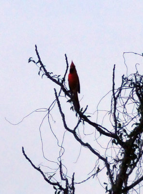 39neals_060ncardinal.jpg