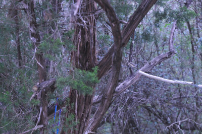 39neals_070ashjuniper.jpg