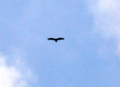 39neals_074turkeyvulture.jpg