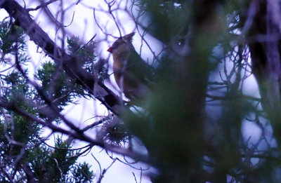 39neals_076bird.jpg