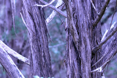39neals_084ashjuniper.jpg