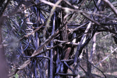 39neals_094goldencheekstand.jpg