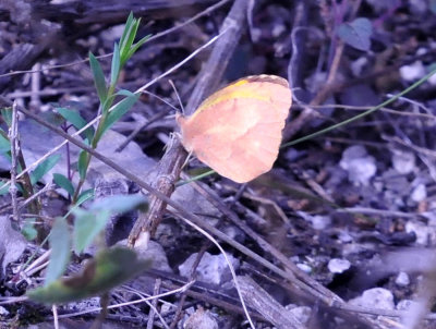 39neals_133sleepyorange.jpg