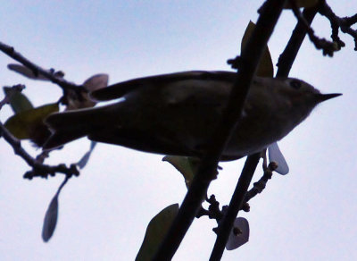 39neals_141huttonsvireo.jpg