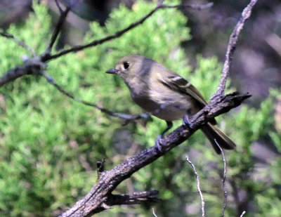 39neals_153huttonsvireo.jpg