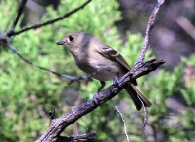 39neals_154huttonsvireo.jpg