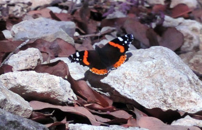 39neals_161redadmiral.jpg