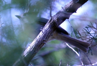 39neals_180blackcrestedtitmouse.jpg