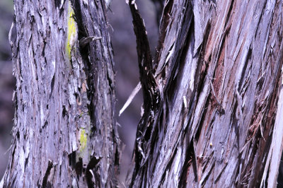 39neals_185juniper.jpg