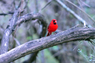 312neals_025ncardinal.jpg