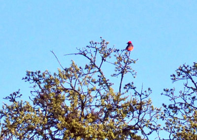 313neals_004vermilion.jpg