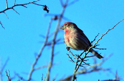 313neals_009housefinch.jpg