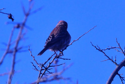 313neals_011housefinch.jpg