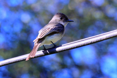 313neals_015easternphoebe.jpg