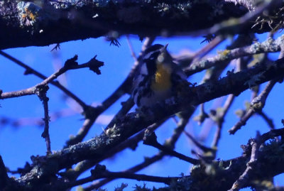 313neals_031yellowthroated.jpg
