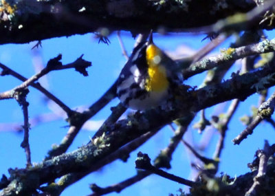 313neals_033yellowthroated.jpg