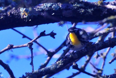 313neals_035yellowthroated.jpg