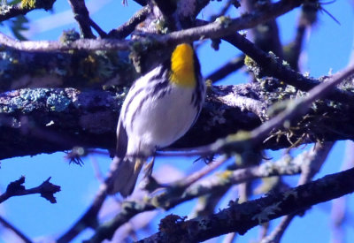 313neals_036yellowthroated.jpg