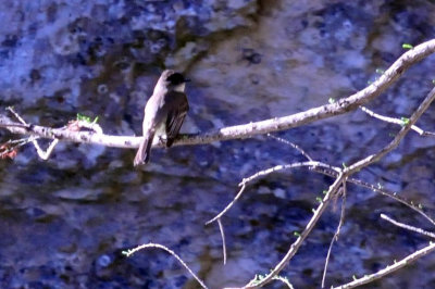 313neals_081easternphoebe.jpg